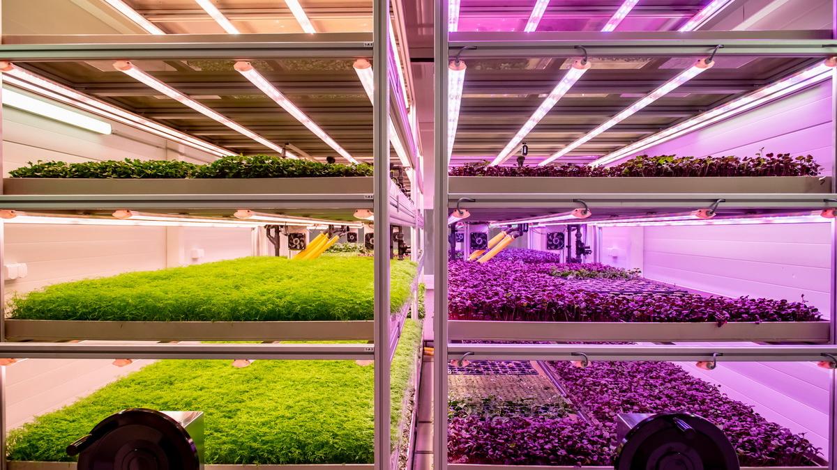 A jövő farmja épült meg Budapesten a KÉSZ Csoport segítségével